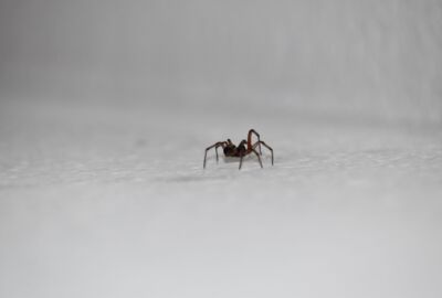 Die kleine, schwarze Tapezierspinne krabbelt