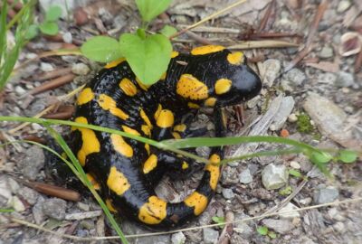 Der Feuersalamander versteckt sich auf dem Boden