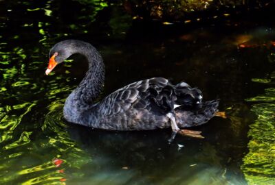 Leicht erkennbarer Schwarzschwan auf Gewässer