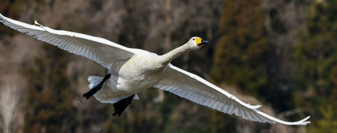 Singschwan im Flug mit weit ausgebreiteten Flügeln