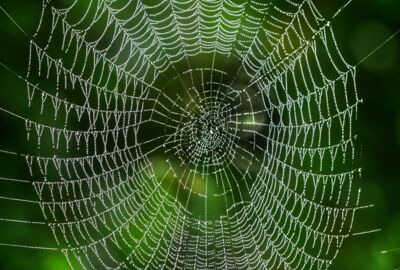 Spinnennetz