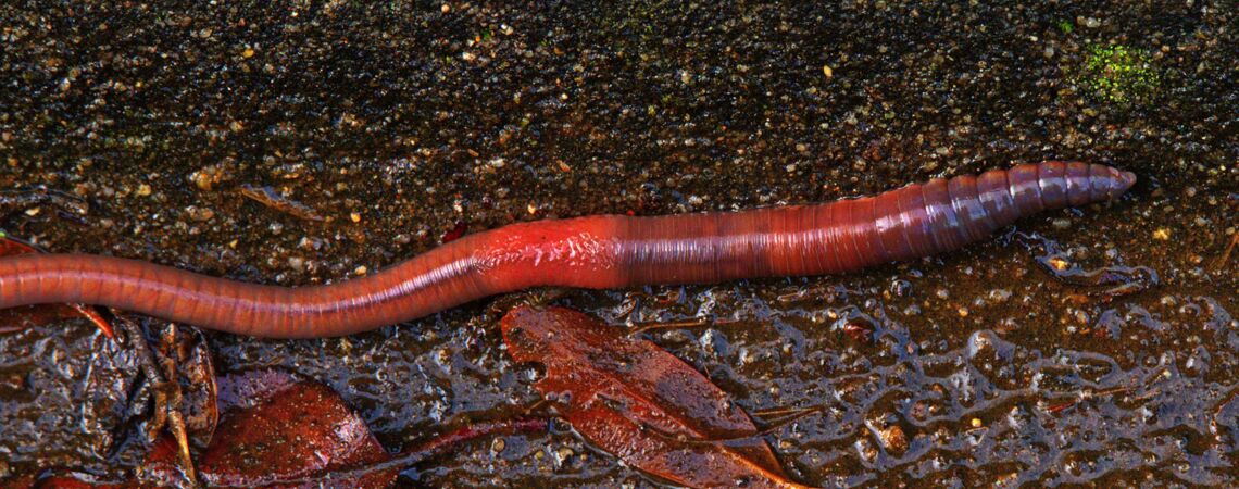 Dunkelroter Regenwurm bewegt sich auf feuchtem Boden