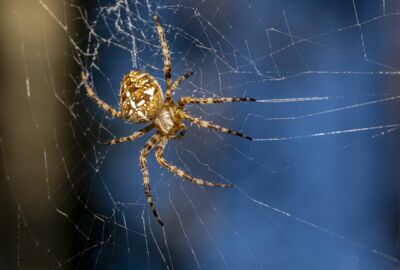 Die Gartenkreuzspinne hängt in ihrem selbst gesponnenem Radnetz