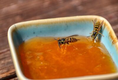 Wespen in Dip-Sauce