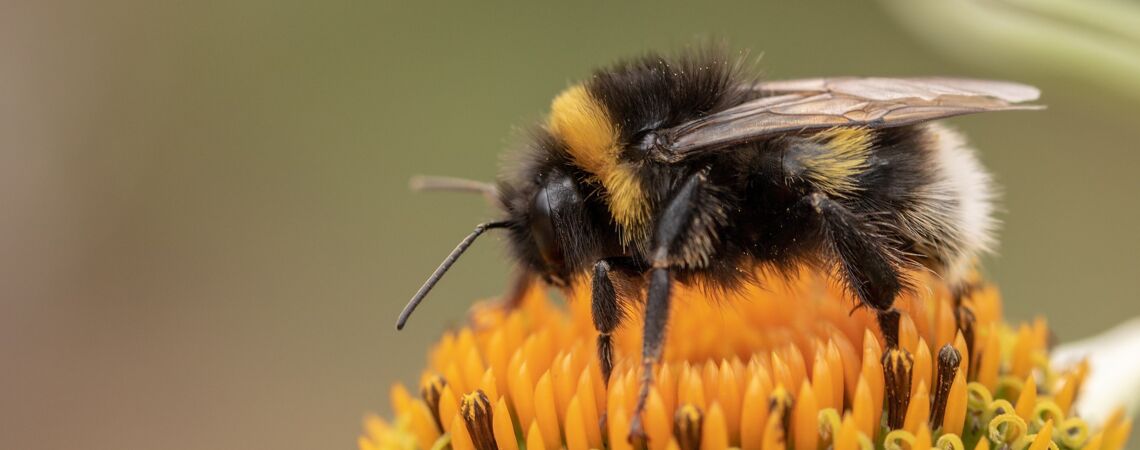 Hummel bestäubt Pflanze