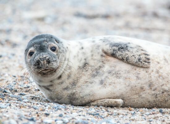 Kegelrobbe mit ihrem kegelförmigen Kopf liegt am Strand