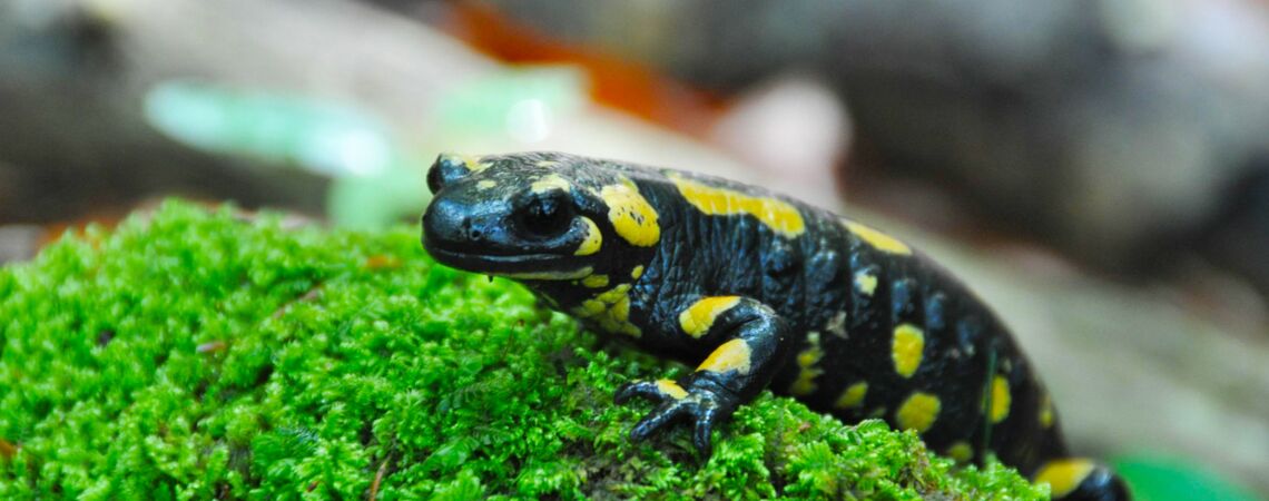 Der schwarz-gelbe Feuersalamander klettert auf Moos herum