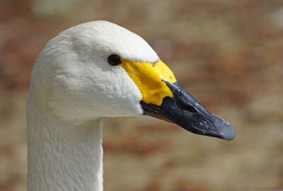 Zwergschwan Portrait des Kopfes