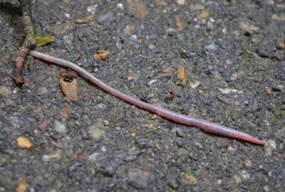 Rosa Regenwurm schlängelt sich über den steinigen Boden