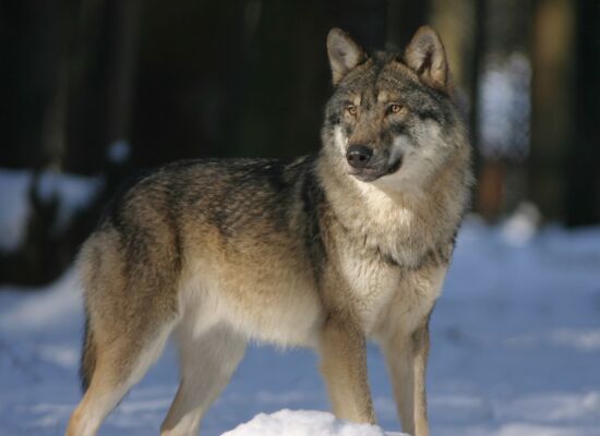 Wolf im Winter