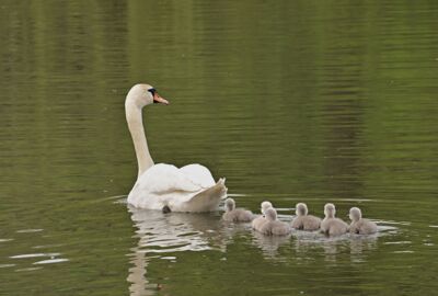 Der Höckerschwan mit sechs Küken hinter sich auf Gewässer